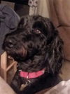 Molly