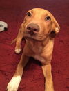 Athena