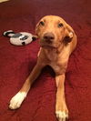 Athena