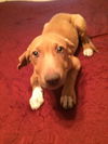 Athena
