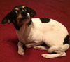 Marcie