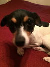 Marcie