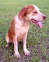 Jake
