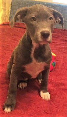 Shiloh