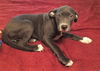 Shiloh