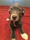 Shiloh