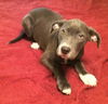 Shiloh