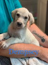 Dempsey