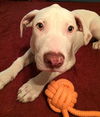 Arlo