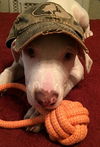 Arlo