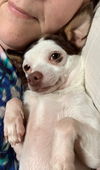 Alfalfa