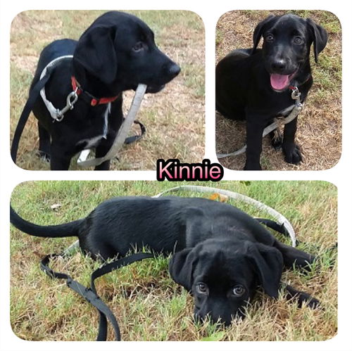 Kinnie