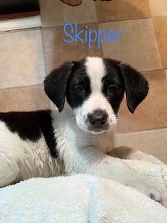 Skipper