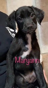 Mary Ann
