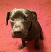 Rudy