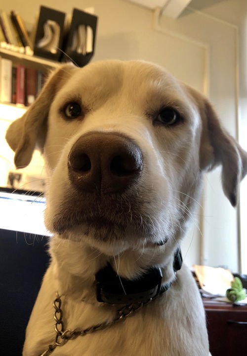 Apollo