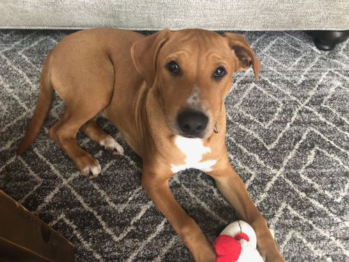 Tucker