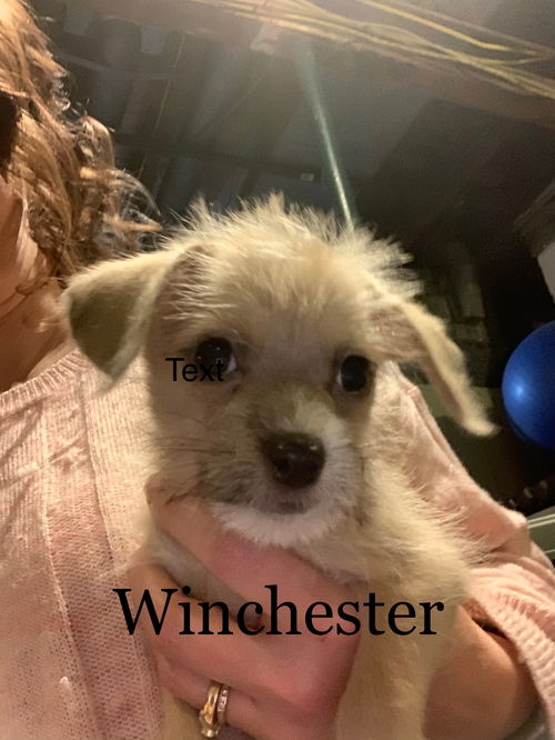 Winchester