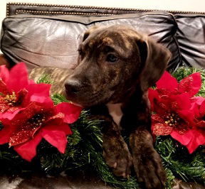 Noel