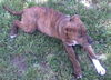 Bo-Courtesy