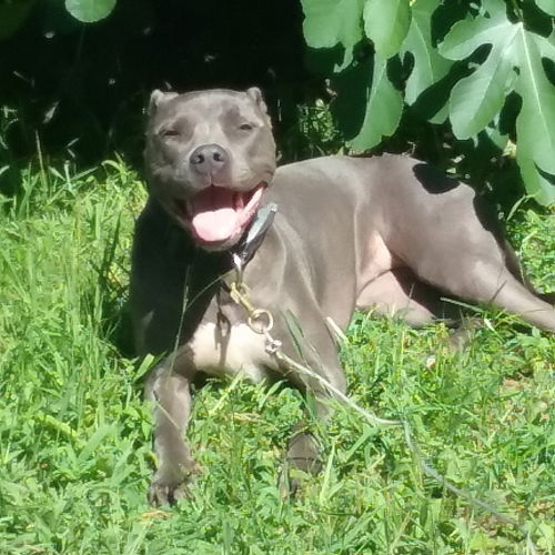 Dutchess