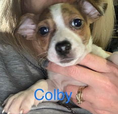 Colby