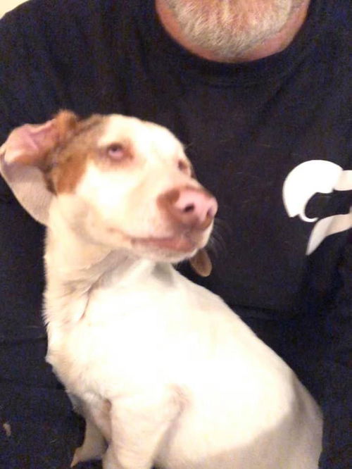 Dixie