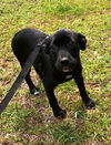 Rylee