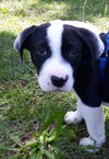 Alfie