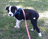 Alfie