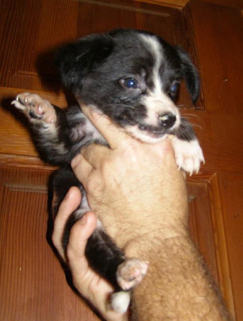 Jenny's Pup 3
