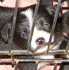 Jenny's Pup 3