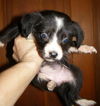 Jenny's Pup 3