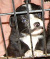 Jenny's Pup 3