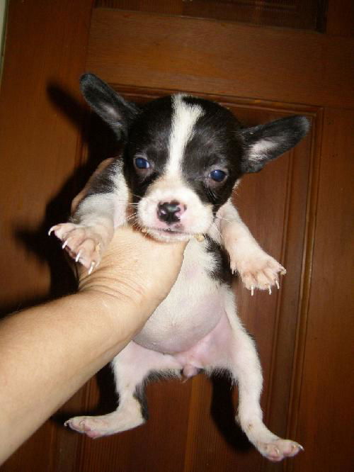 Jenny's Pup 1