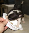 Jenny's Pup 1