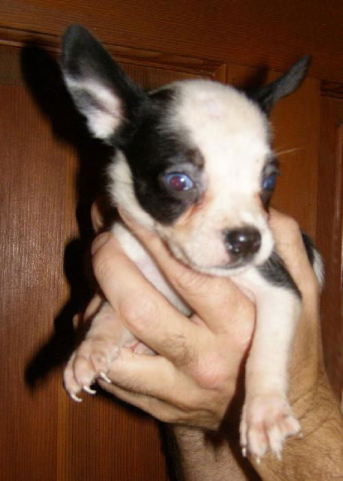 Jenny's Pup 4