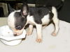 Jenny's Pup 4
