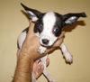 Jenny's Pup 4