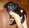 Jenny's Pup 5