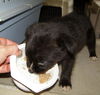Jenny's Pup 5