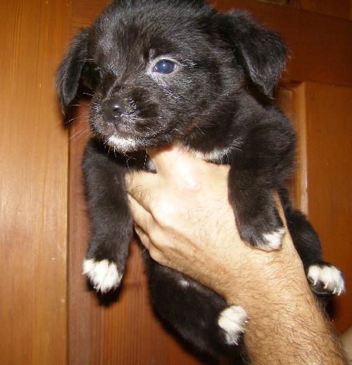 Jenny's Pup 6