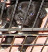 Jenny's Pup 6