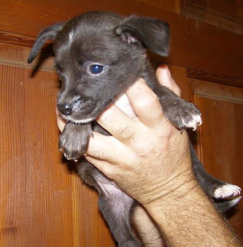 Jenny's Pup 7