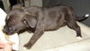 Jenny's Pup 7