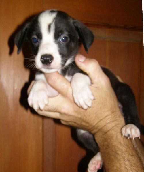 Jenny's Pup 8