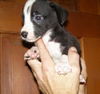 Jenny's Pup 8