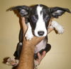 Jenny's Pup 8
