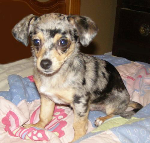 Dexter!