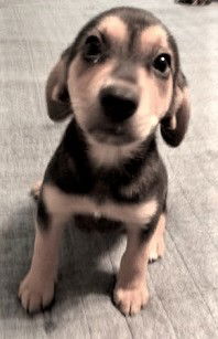 Snoopy